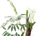 Radix Sophorae Flavescentis root Matrine